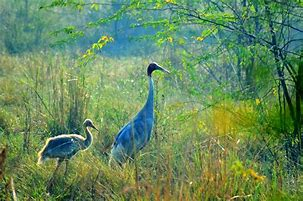 Salim Ali National Park Landscape